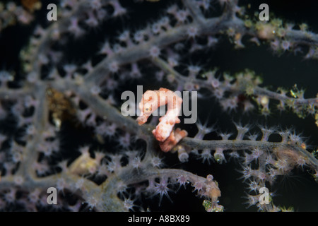 Cavalluccio marino pigmeo Hippocampus denise a Sumbawab isola nei pressi di Komodo Indonesia ISL Foto Stock