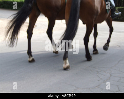 Due cavalli su strada Foto Stock