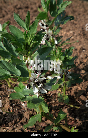 Broadbean piante in fiore Foto Stock