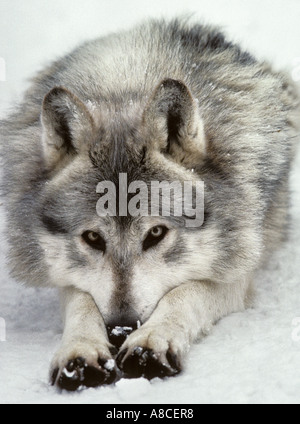 Maschio canadese di legname lupo (Canis lupus occidentalis). Captive Foto Stock