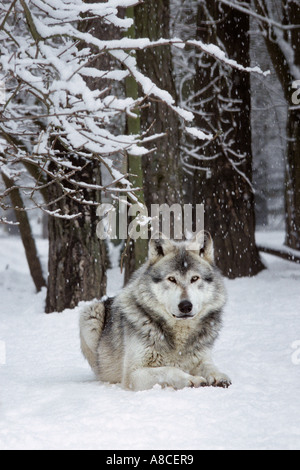 Maschio canadese di legname lupo (Canis lupus occidentalis). Captive Foto Stock