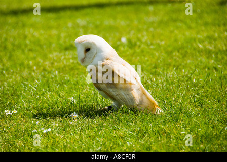 Barbagianni sorgeva sull'erba Foto Stock