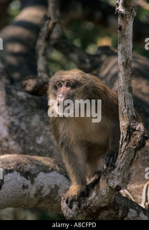 Assamese macaque Macaca assamensis, Mae Sai, Thailandia Foto Stock