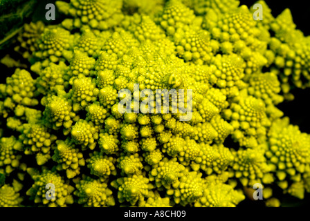 Romanesco broccoli Foto Stock