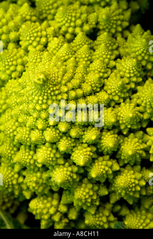 Romanesco broccoli Foto Stock