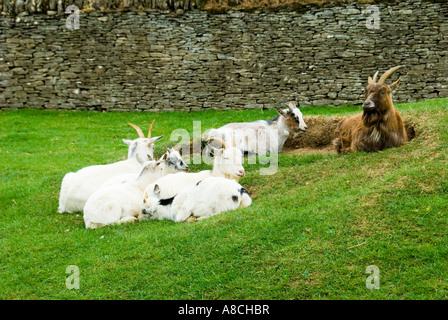 Pigmea pigmeo armento di capra Foto Stock