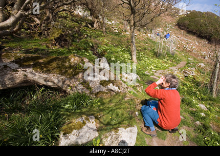 Regno Unito Lundy Island donna anziana turista fotografare la radura di primrose Primula vulgaris Foto Stock