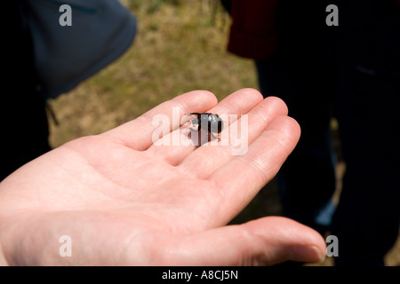 Regno Unito Lundy Island operaio azienda Minotauro Beetle Typhaeus typhoeus nel palmo della mano Foto Stock