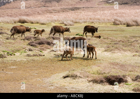 Regno Unito Lundy Island Soay pecore con giovani provenienti da St Kilda introdotto nel 1942 Foto Stock