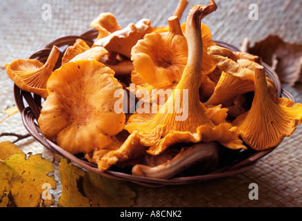 Fresche e dorate i finferli Foto Stock