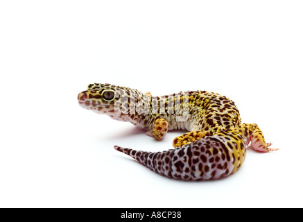 Geco leopardo Foto Stock