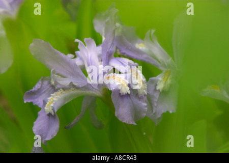 Nana iridi crestato nel Parco Nazionale di Great Smoky Mountains Foto Stock