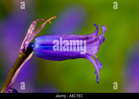 Bluebell Hyacinthoides non scripta close up fiore con bella fuori fuoco bluebells in sfondo legno waresley cambs Foto Stock