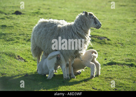 Pecore e agnelli nei pressi di Housesteads Roman Fort, Northumberland Foto Stock