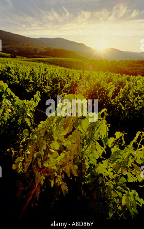 Vitigno righe retroilluminati da tramonto JOULLIAN VIGNETI Carmel Valley in California Foto Stock