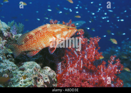 Coral hind con red soft Coral Mar delle Andamane Thailandia Foto Stock