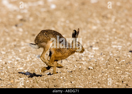 Brown lepre Lepus europaeus in esecuzione in campo coltivato therfield hertfordshire Foto Stock