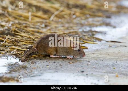 Brown rat Rattus norvegicus alla ricerca di cibo a lato del hatstack ashwell hertfordshire Foto Stock