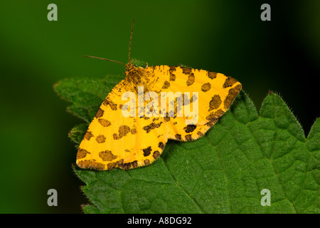 Giallo maculato Pseudopanthera macularia a riposo sulla lamina potton bedfordshire Foto Stock