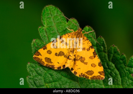 Giallo maculato Pseudopanthera macularia a riposo sulla lamina potton bedfordshire Foto Stock