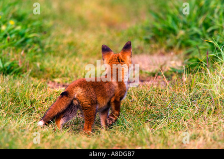 Red Fox (Vulpes vulpes vulpes) Cub permanente sulla pista in erba con un piede fino alle orecchie up di avviso potton bedfordshire Foto Stock