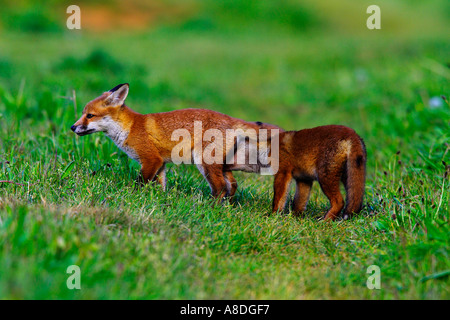 Due Red Fox Vulpes vulpes Cubs giocando sulla pista in erba potton bedfordshire Foto Stock