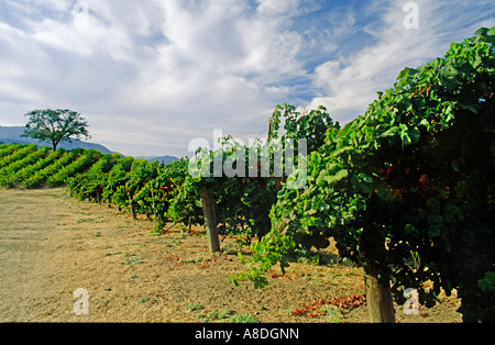 CARMEL VALLEY VINEYARD Carmel Valley in California Foto Stock