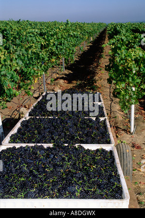 Scomparti di grandi dimensioni di appena raccolto il Pinot Nero uve da vino sono a capo per la frantumazione della contea di Monterey in California Foto Stock