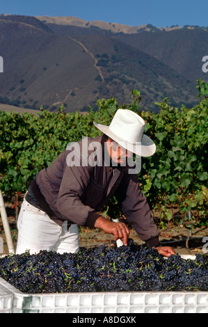 Lavoratore agricolo ispeziona pulisce il Pinot Nero uve appena raccolte a capo per lo schiacciamento della contea di Monterey in California Foto Stock