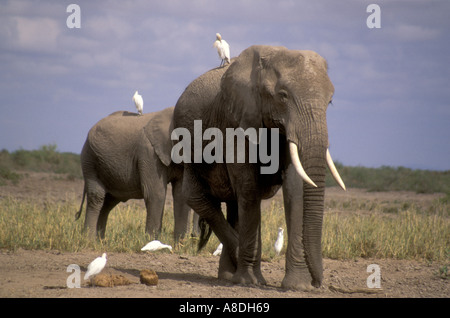 Femmina adulta elephant con giovani immaturi probabilmente di origine animale sua figlia di alimentazione su erba corta Foto Stock