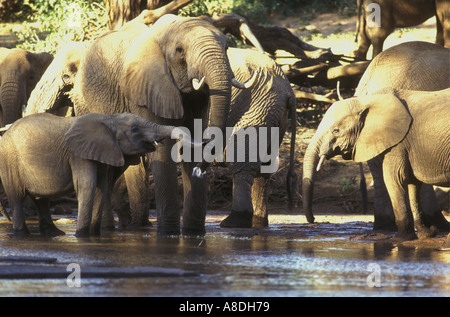 Un gruppo familiare di elefante le femmine e i vitelli di bere del Uaso Nyiro nel Samburu National Reserve Kenya Africa orientale Foto Stock