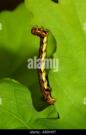 Chiazzato Umber Moth Erannis defoliaria larve alimentazione su oak potton bedfordshire Foto Stock