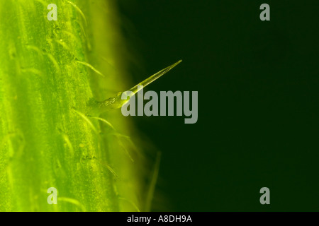 Close up di ortica Sting Urtica dioica con fuori fuoco sfondo scuro potton bedfordshire Foto Stock