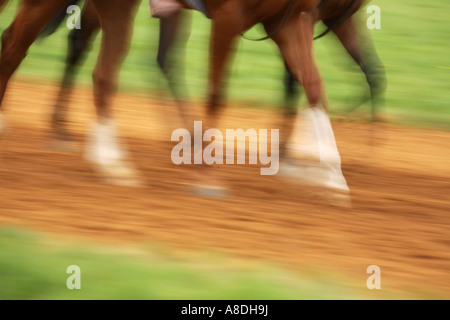 La formazione delle corse ippiche a Newmarket in Inghilterra Suffolk REGNO UNITO Foto Stock