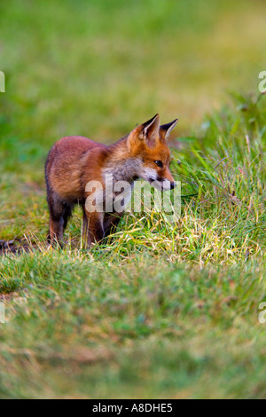 La Volpe rossa Vulpes vulpes Cub cercando avviso in erba potton bedfordshire Foto Stock