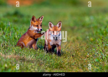 TwoRed Fox Vulpes vulpes Cubs giocando su fattoria via potton bedfordshire Foto Stock