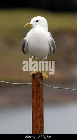 Un LESSER BLACK BACKED GULL su un montante metallico IN SCOTALND,UK. Foto Stock