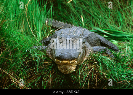 Alligatore americano missisippiensis, adulto in erbe, Texas, Stati Uniti Foto Stock