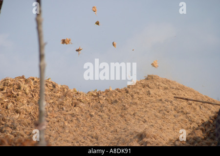 Gusci di noce di cocco che vengono ordinati nella fattoria di cocco lungo le rive del delta del Mekong in ben tre nel sud del Vietnam in Asia Foto Stock