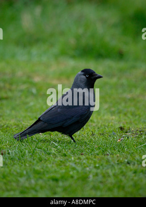 Taccola Corvus monedula in piedi sull'erba Foto Stock