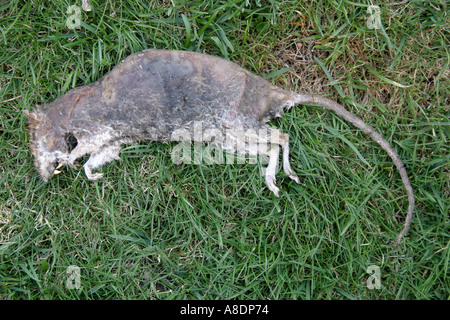 Dead Rat su un prato Foto Stock