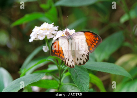 Femmina grande o gigante punta arancione farfalla, Hebomoia glaucippe. Alimentazione da un fiore bianco. Foto Stock