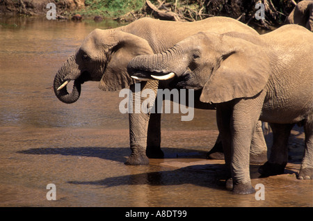 Due elefanti di bere del Uaso Nyiro Samburu Riserva nazionale del Kenya Africa orientale Foto Stock