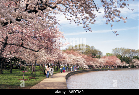 Fiori di Ciliegio lungo il bacino di marea, Washington DC, Stati Uniti d'America Foto Stock