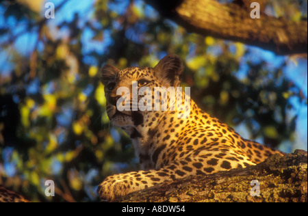 Leopard nella struttura ad albero Foto Stock