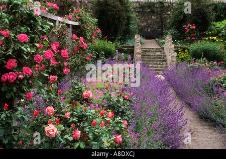 Inverewe Gardens, a Poolewe, Scozia, red rose rampicanti, pergola, nepeta, rosso e viola e combinazione di colori, piante, fiori REGNO UNITO Foto Stock