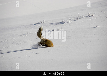 Red Fox scavo piccolo mammifero nella neve Foto Stock