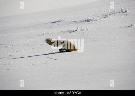 Red Fox scavo piccolo mammifero Foto Stock