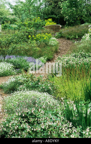 Woodland Garden, corteccia, legno percorso di chip, symphytum, pulmonaria, panca in legno, ombra la copertura del terreno, viali ombreggiati Foto Stock