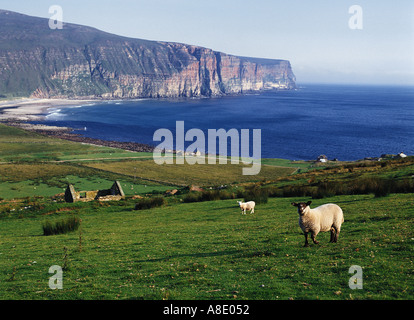dh Rackwick Bay Scozia HOY ORKNEY pecore gregge scogliere costiere Craig gate agnello animali fattoria rurale collina agricoltura Foto Stock